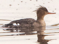 Red-breasted Merganser